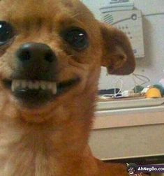 a brown dog with big blue eyes sitting on top of a table next to a sink