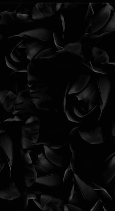 black and white photograph of rose petals in full bloom, taken from the bottom up