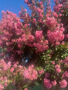 pink flowers are blooming on the branches of a tree in front of a blue sky