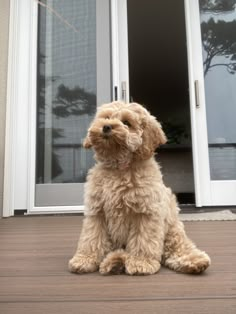 a brown dog sitting on top of a wooden floor next to a white sliding glass door