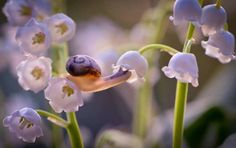 a snail is sitting on top of some flowers