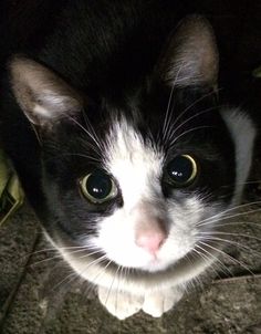 a black and white cat sitting on the ground looking at the camera with big eyes