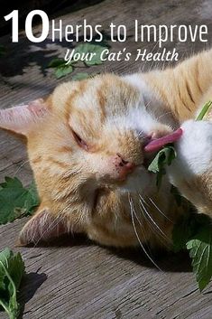 an orange and white cat laying on top of a wooden floor next to green leaves