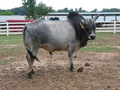 a cow standing on top of a dirt field next to a white and red fence