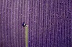 an aerial view of a purple field with a lone tree