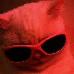 a white cat wearing sunglasses with red light reflecting off it's face