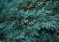 the branches of a pine tree with small white berries on it's leaves and needles