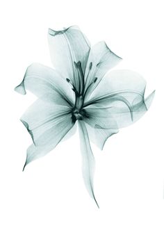 a black and white photo of a flower