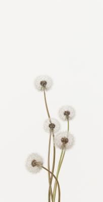 three white dandelions in a vase on a table