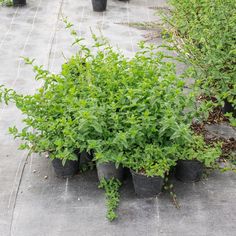 several potted plants sitting on the ground