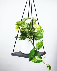 a potted plant hanging from a black shelf