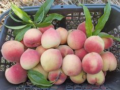 a bunch of peaches sitting in a basket on the ground with some green leaves