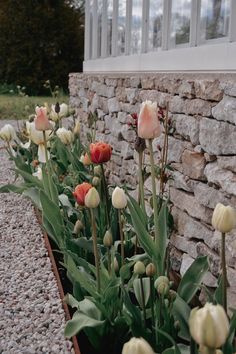 tulips are growing next to a stone wall