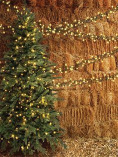 Rustic Christmas Tree and Hay Bale Photography Backdrop - Rustic Christmas tree and hay bale photography backdrop featuring string lights for a cozy holiday photo session. Hay Bales Photography, Countryside Christmas, Barn Backdrop, Portable Backdrop, Christmas Barn, Holiday Portraits, Holiday Photography, Hay Bales, Paper Backdrop