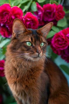 #cat #cats #animal #catlovers #cutecat #kitty #kitten #kittenface #lovelykitty #cutecat #funnycat #animal #wildanimal #catroom #cat Cat References, Cat Tattoo Designs, Image Chat, Söt Katt, Gorgeous Cats, Cat Ideas, Animal Reference, Drawing Faces, Animal References