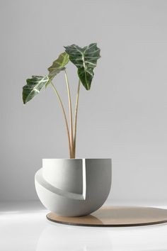 a potted plant sitting on top of a white plate