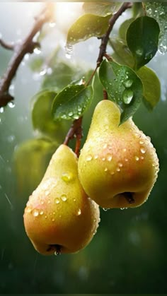 two pears hanging from a tree in the rain