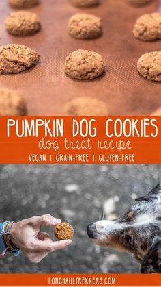 pumpkin dog cookies on a baking sheet and in front of a person's hand