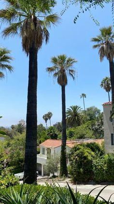 palm trees line the street in front of a house