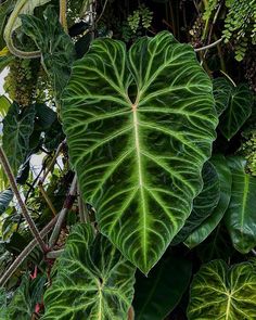 a large green leafy plant with lots of leaves