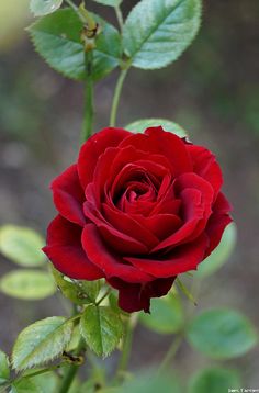 a single red rose with green leaves