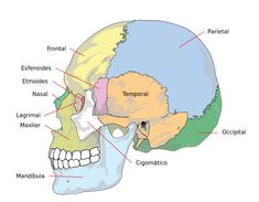 the bones of the head and neck are labeled with labels on each side of the skull