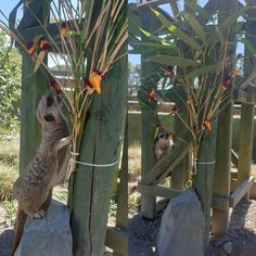 two small animals standing on their hind legs in front of some trees and rocks with flowers growing out of them