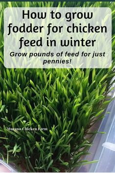 a plastic container filled with green grass and the words how to grow fodder for chicken feed in winter