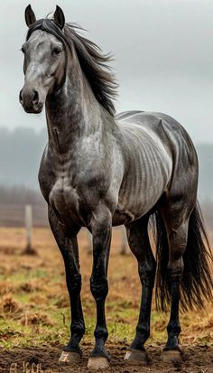 a gray horse standing on top of a dirt field