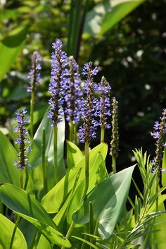 some purple flowers and green leaves in the sun