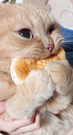 an orange cat is chewing on a stuffed animal with it's paw in its mouth