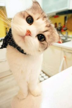 a white cat with black eyes sitting on top of a counter