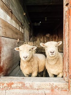 two sheep standing in the doorway of an old barn with hay on their heads and ears