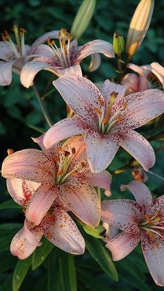 some pink flowers are blooming in the sun