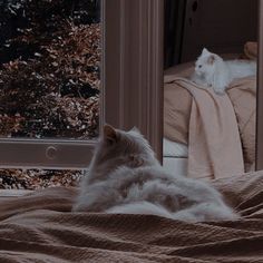 two white cats laying on top of a bed next to an open window in a bedroom