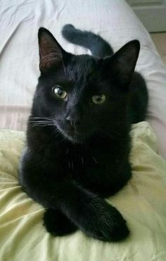 a black cat laying on top of a bed