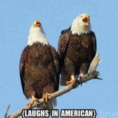 two bald eagles sitting on top of a tree branch with the caption laughs in american