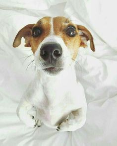 a brown and white dog sitting on top of a bed