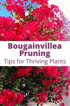 bougainvillea pruning tips for thriving plants with text overlay