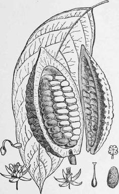 an illustration of a plant with leaves and flowers on it's side, vintage line drawing or engraving