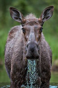 a moose is standing in the water with its mouth open