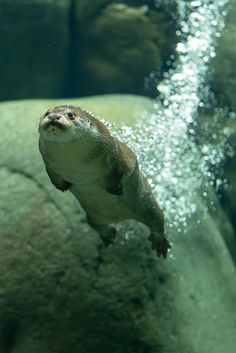 an otter swimming in the water with bubbles coming out of it's back end