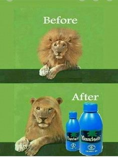 a lion with its head on the ground next to two bottles of water