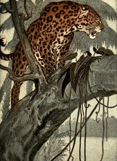 a drawing of a leopard in a tree