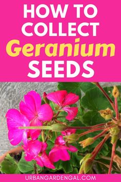 collecting geranium seeds How To Propagate Geraniums, Saving Flower Seeds, Growing Geraniums From Seed, Saving Seeds From Flowers, How To Save Flower Seeds, Harvesting Seeds From Flowers, Harvesting Flower Seeds, How To Harvest Geranium Seeds, Geranium Seeds How To Collect