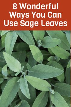 sage leaves with the words 8 wonderful ways you can use sage leaves to grow herbs