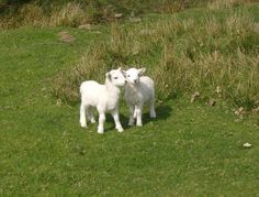 two lambs are standing in the grass near each other