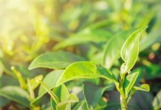 green leaves are growing in the sunlight