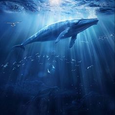 Blue Whale: Environmental Awareness Campaigns Awareness Campaign, Environmental Awareness, Blue Whale, Photography Workshops, The Wilderness, Nature Images, Awe Inspiring, Light And Shadow, Beauty Inspiration