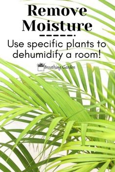 a plant with the words remove moisture use specific plants to dehydrat a room